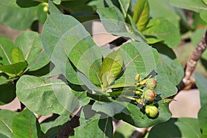 Jatropha unicostata (Euphorbiaceae) photo